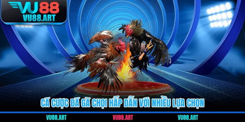Cá cược đá gà chọi hấp dẫn với nhiều lựa chọn